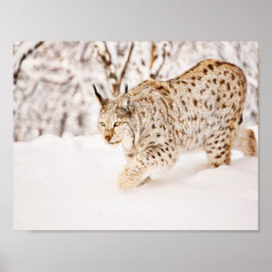Poster Chasse au chat lynx dans la neige