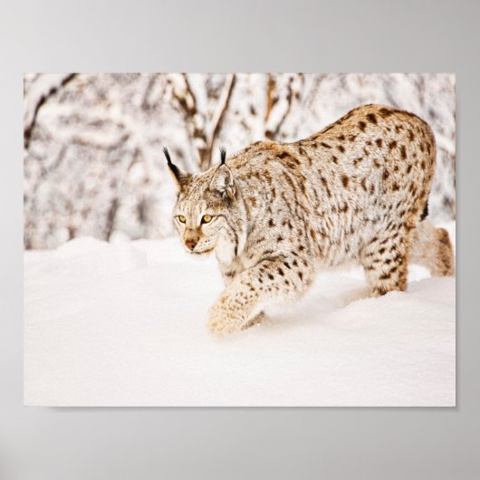 Poster Chasse au chat lynx dans la neige (Devant)