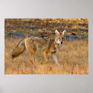 Poster Chasse au coyote (Canis Latrans)