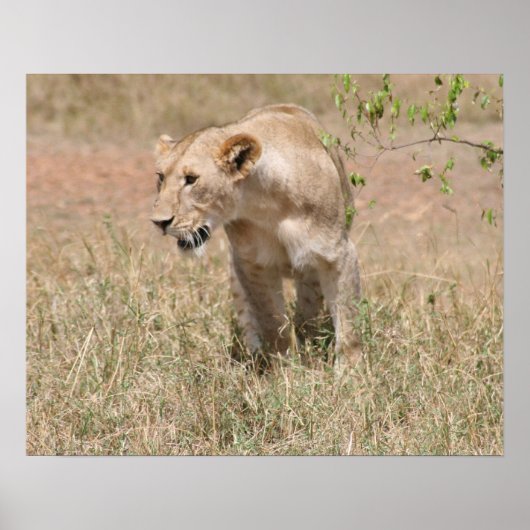 Poster chasse aux lions (Devant)