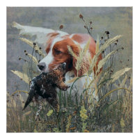 Chasse avec Epagneul Breton