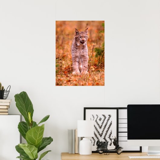 Poster Chasse Bobcat | Forêt d'automne (Bureau à domicile)