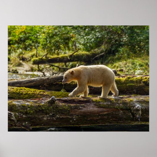 Poster Chasse de l'ours esprit blanc (Devant)