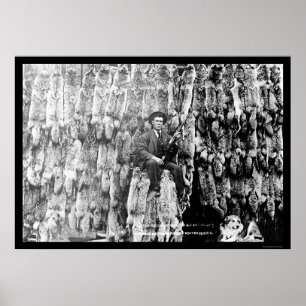 Poster Chasseur de coyote parmi plus de 60 peaux 1913