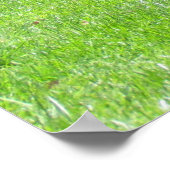 Poster - Chasseurs de paon (Coin)