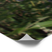 Poster Chaste Arbre Fleurs violettes (Coin)