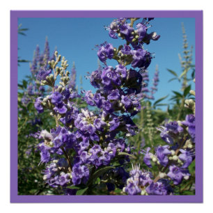 Poster Chaste Tree Purple Flowers