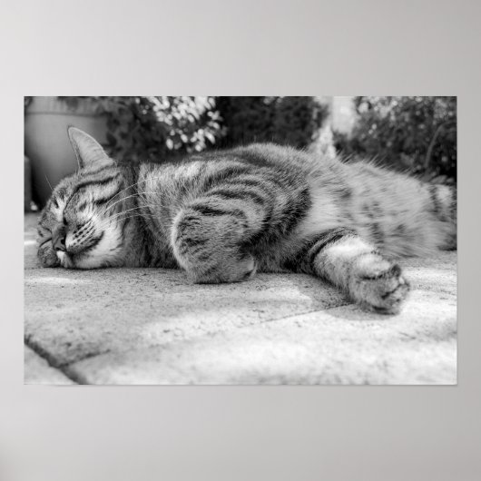 Poster chat (Devant)