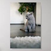 Poster chat (Devant)