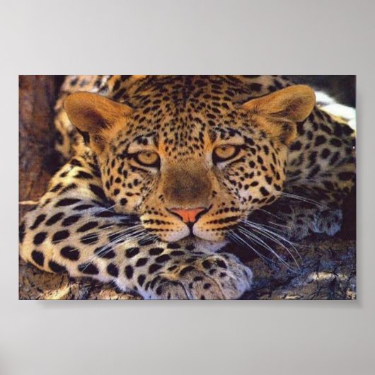 Poster chat (Devant)