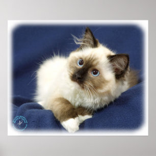 Poster Chat 9W082D-011 de Ragdoll