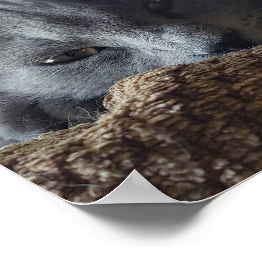 Poster Chat à cheveux longs bleu russe Nebelung (Coin)