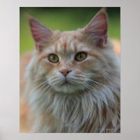 Chat à cocon principal