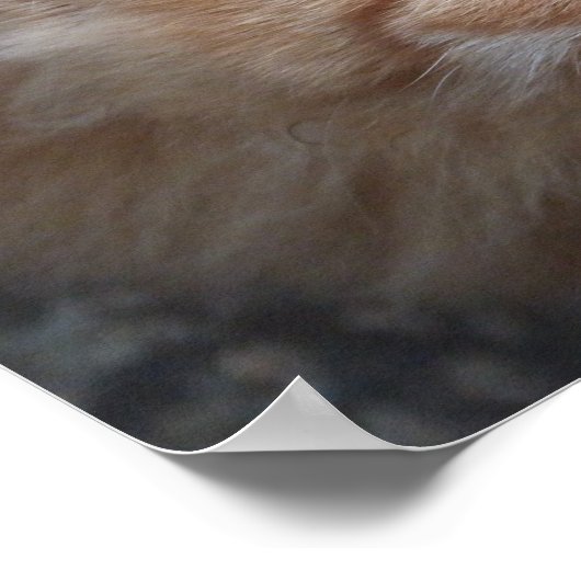 Poster Chat à poils longs rouges levant (Coin)