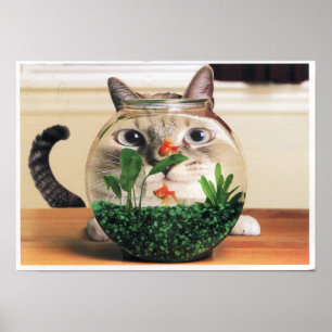 Poster Chat À Travers Un Bol De Poisson
