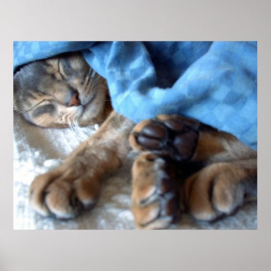 Poster Chat Aby bleu dormant en bleu (Devant)