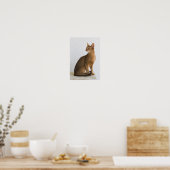 Poster chat abyssin (Cuisine)