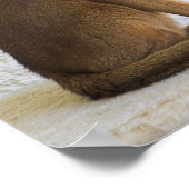 Poster chat abyssin (Coin)