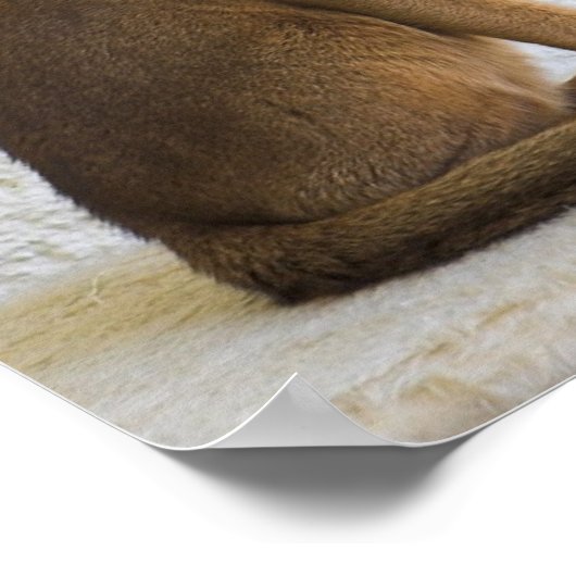 Poster chat abyssin (Coin)