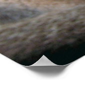 Poster Chat Abyssin Grands Yeux Bleus Verts (Coin)