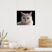 Poster Chat Angora turc aux yeux obscurs (Cuisine)