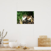 Poster Chat assis dans l'herbe Imprimer (Cuisine)