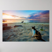 Poster Chat Assis Sur Une Plage (Devant)