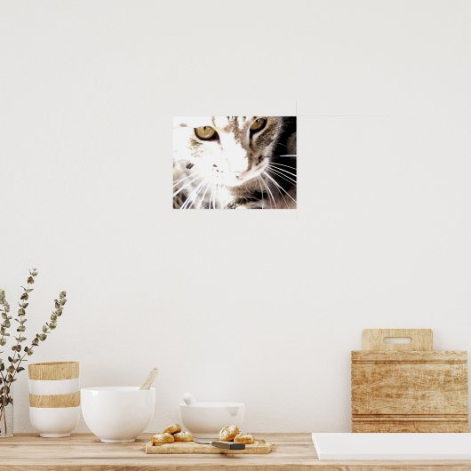 Poster chat au soleil (Cuisine)