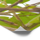 Poster Chat aux fruits (Coin)