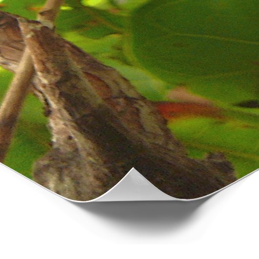 Poster Chat aux fruits (Coin)