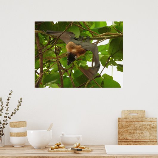 Poster Chat aux fruits (Cuisine)