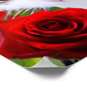POSTER CHAT AUX ROSES ROUGES (Coin)