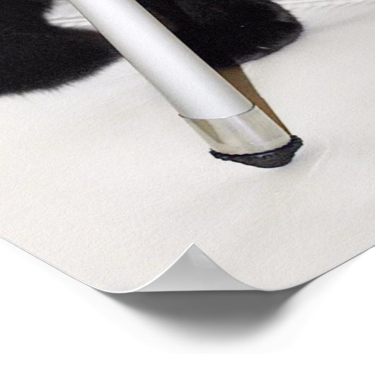 Poster Chat avec caméra (Coin)