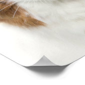 Poster Chat Avec Casquette Fleur (Coin)