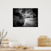 Poster Chat avec la demi-loi (Cuisine)