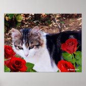 POSTER CHAT AVEC ROSES ROUGES (Devant)