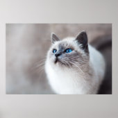 Poster Chat birman aux yeux bleus étonnants (Devant)