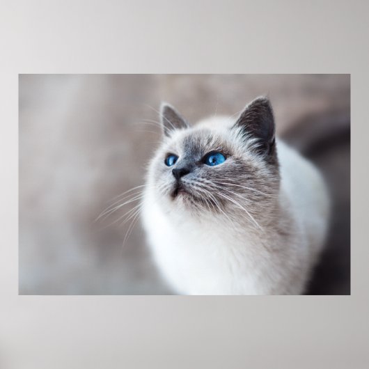 Poster Chat birman aux yeux bleus étonnants (Devant)