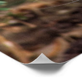 Poster Chat blanc grave (Coin)