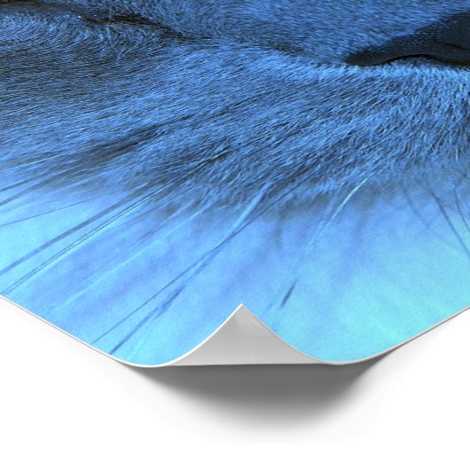 Poster Chat bleu (Coin)