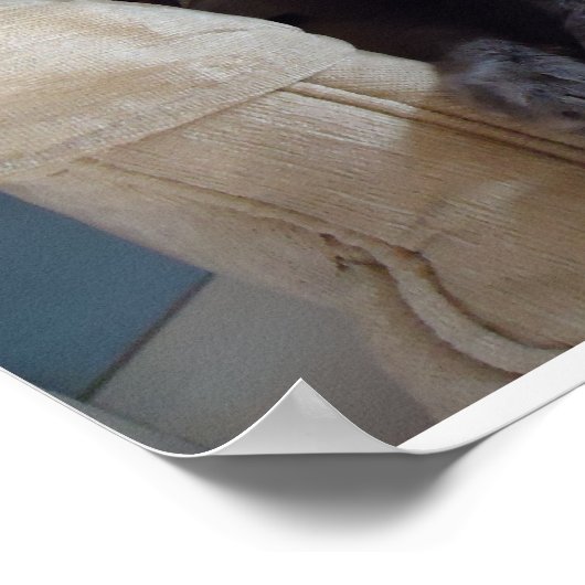 Poster Chat bleu russe (Coin)