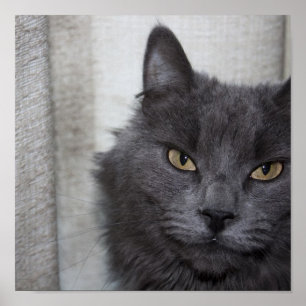 Poster Chat bleu russe aux cheveux longs