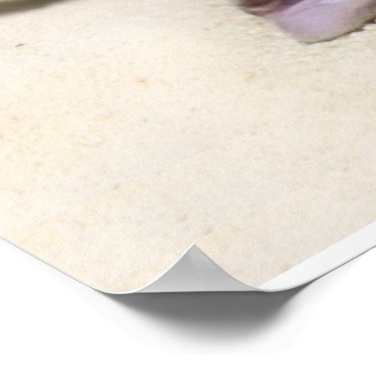 Poster Chat bronzage à la plage (Coin)