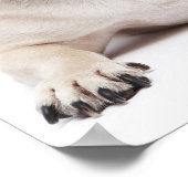 Poster Chat carlin et birman (Coin)