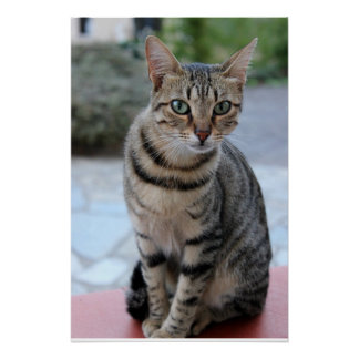 Poster chat, chat tigre, chaton