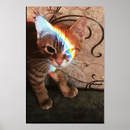 Poster chat, chats, drôle, mignonette, chaton, chaton, ch (Devant)