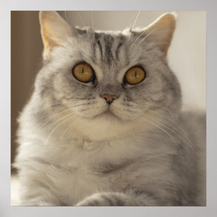 Poster Chat, cheveux courts britanniques, Feline