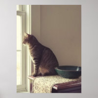 Chat dans la fenêtre