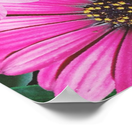 Poster Chat dans la fleur (Coin)