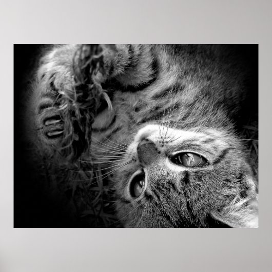 Poster Chat dans l'obscurité (Devant)